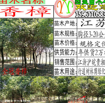 香樟樹苗全冠光桿香樟規格3公分至20公分香樟工程綠化苗香樟