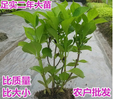 觀花植物 木本繡球花花苗白色繡球花苗盆栽 庭院芳香植物樹姿優美