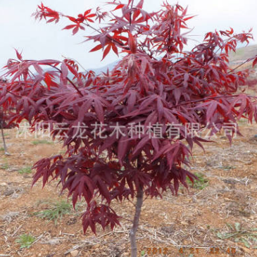 日本紅楓樹苗批發紅舞姬園林綠化苗木觀葉風景樹精品盆景紅楓苗