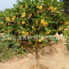 金桂桂花樹苗批發(fā)庭院觀賞盆栽花卉 金桂花苗 工程綠化苗木