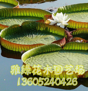 專業供應水生植物 王蓮 凈化水質 物美價廉 歡迎選購