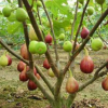 批發無花果樹苗波姬紅規格齊全庭院果樹當年結果果樹不結果補發