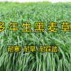 牧草種子多年生黑麥草四季常青易種容易管理喂雞鴨牛羊豬