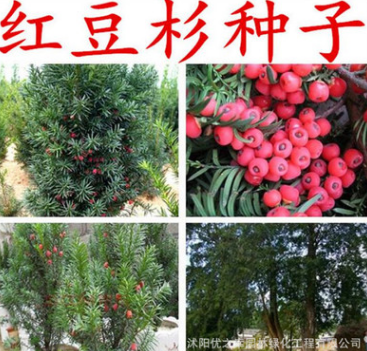 沙藏紅豆杉種子 正宗曼地亞紅豆杉種子 東北南方北方紅豆杉樹種子