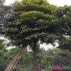 增城仙奉園林大量出售優質富貴子苗木