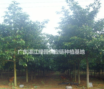 各種規格桂木/白桂木姻脂果/姻脂公/姻脂仔地苗或袋苗全齊
