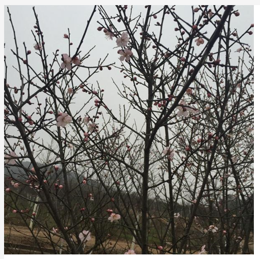 梅花3-5cm