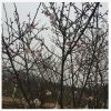 梅花3-5cm