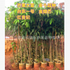 永豐果苗 芒果苗 芒果樹 大苗 地徑3-5厘米大苗 正品批發
