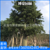 福建大腹木棉苗木廠家直銷批發 酒瓶木棉庭院園林景觀綠化工程