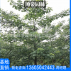 大腹異木棉綠植 美人樹廠家直銷 絲綿樹批發 行道園林景觀工程