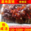 現貨供應五公分紅油香椿樹苗 山東香椿苗基地直銷 可食用香椿樹苗