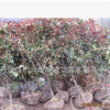 基地直銷紅葉石楠球/綠化工程用苗/湖北十堰成功苗木批發(fā)