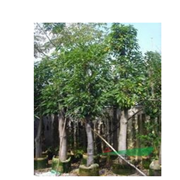 普寧源記花木場(chǎng)