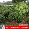 基地直銷批發茶花樹茶花球常綠灌木 規格齊全 地栽