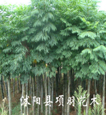 綠化苗木 行道花卉植物 欒樹樹苗 大小規(guī)格齊全