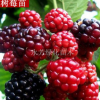 特價 保健水果美國品種紅樹莓盆栽樹莓果樹苗 覆盆子苗 當年結果