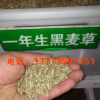批發(fā)進(jìn)口牧草種子 一年生黑麥草 黑麥草種子 質(zhì)量保證