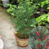 盆栽紅豆杉花種子曼地亞紅豆杉紅豆杉苗花種子園藝綠化花木盆栽