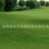 批發(fā)草坪 美國(guó)四季青 黑麥草 草籽 護(hù)坡 耐熱 抗旱 耐修剪