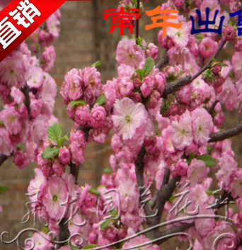 榆葉梅榆葉梅樹苗苗庭院耐寒植物 觀賞綠化苗木