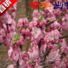 榆葉梅榆葉梅樹苗苗庭院耐寒植物 觀賞綠化苗木