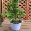 果樹苗木苗木藍莓苗樹苗花卉苗木花木花木藍莓樹苗藍莓苗木