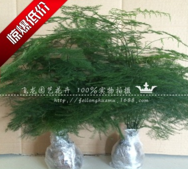 文竹盆栽 花卉綠植 四季常青 防輻射 桌面盆栽