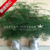 文竹盆栽 花卉綠植 四季常青 防輻射 桌面盆栽