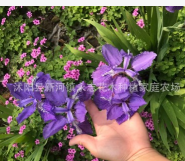 苗圃批發 鳶尾苗種根 鳶尾花 藍花鳶尾蝴蝶蘭鴿子花藍蝴蝶扁竹花