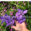 苗圃批發 鳶尾苗種根 鳶尾花 藍花鳶尾蝴蝶蘭鴿子花藍蝴蝶扁竹花