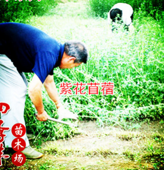 2016紫花苜蓿草 南方牧草 北方耐寒牛羊兔喂養專用