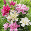 香水百合種球帶芽四季綠植盆栽花卉種子室內(nèi)外陽臺花苗大種球