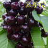 矮化大櫻桃樹 烏克蘭 美早櫻桃樹苗盆栽地栽櫻桃苗當年結(jié)果苗