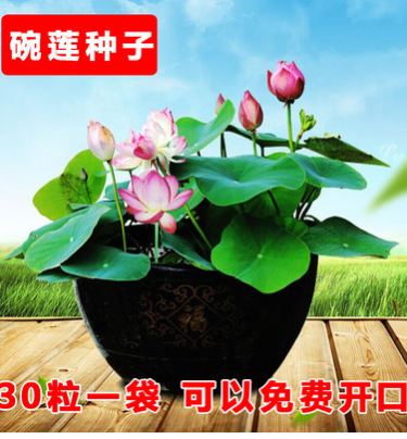 四季易播碗蓮種子開口30粒蓮花種子 迷你小荷花種子睡蓮