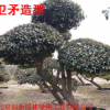 庭院 工程 綠化衛矛造型 四季長青 景觀點綴 小區綠化造型樹衛矛
