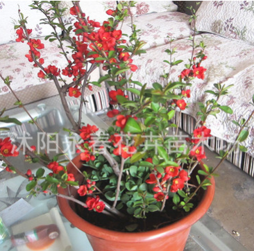 貼梗海棠盆栽 盆景 日本海棠庭院栽植 適合老人養(yǎng)殖觀花植物