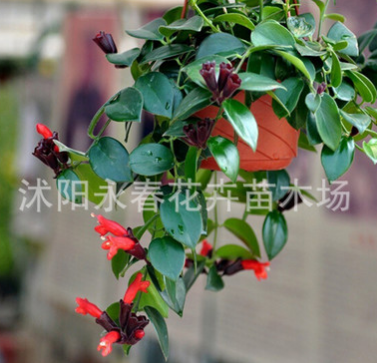 口紅吊蘭 牡丹吊蘭 盆栽植物 實拍圖片