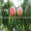 我公司早熟桃苗 品種優(yōu)良，歡迎到圃看苗，定苗