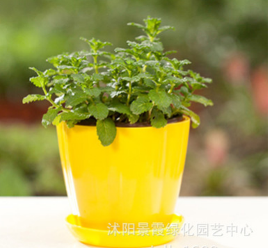 批發檸檬薄荷盆栽 盆栽驅蚊香草植物 清新提神食用綠薄荷