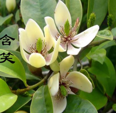 批發 含笑花苗 含笑苗 盆栽 香味獨特持久 芳香花卉