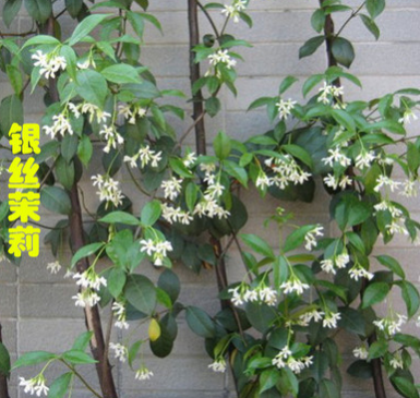 盆栽風車茉莉花 銀絲茉莉 垂釣的風車茉莉 可攀緣 庭院爬藤