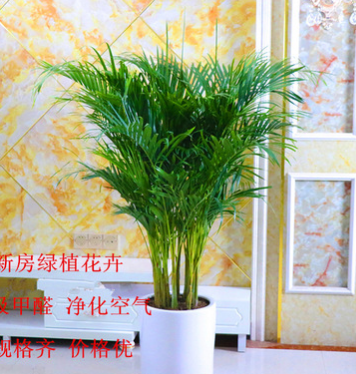 客廳大型植物散尾葵室內綠植大盆栽袖珍椰子苗鳳尾竹凈化空氣批發