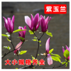 紫玉蘭 綠化苗木批發 紅白玉蘭嫁接苗批發