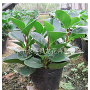 碧玉小盆栽碧玉批發(fā) 豆瓣綠花卉 翡翠椒草 室內(nèi)盆景
