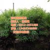 內蒙古黃櫨樹苗_彩葉園林_批發(fā)黃櫨樹苗