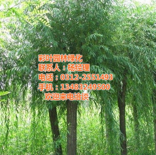 黃櫨樹苗基地,彩葉園林,陜西黃櫨樹苗
