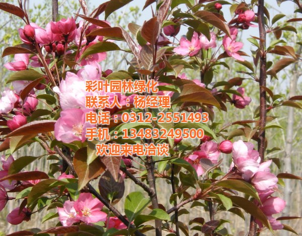 批發北美海棠苗、甘肅北美海棠苗、彩葉園林