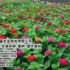 宣威百日草種子_百日草種子植基地_二月藍農業(優質商家)