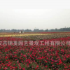 玫瑰苗四季開花玫瑰紅玫瑰白玫瑰香檳玫瑰觀光農業婚紗攝影專用